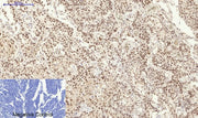 BT LAB manufacturer product image