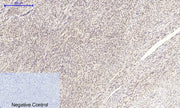 BT LAB manufacturer product image