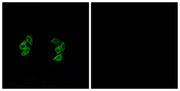 BT LAB manufacturer product image