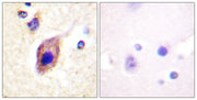 BT LAB manufacturer product image