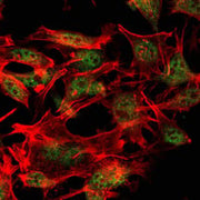 BT LAB manufacturer product image