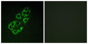 BT LAB manufacturer product image