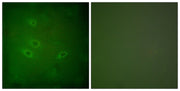 BT LAB manufacturer product image