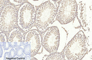 BT LAB manufacturer product image