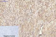 BT LAB manufacturer product image