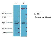 BT LAB manufacturer product image