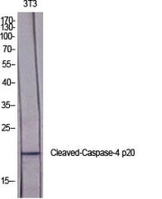 BT LAB manufacturer product image