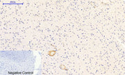 BT LAB manufacturer product image