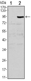 BT LAB manufacturer product image