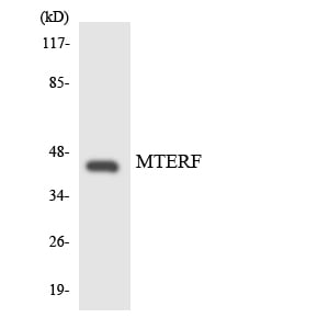 BT LAB manufacturer product image