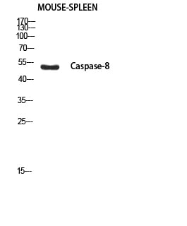 BT LAB manufacturer product image