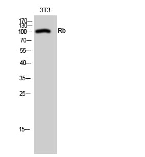 BT LAB manufacturer product image