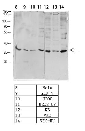BT LAB manufacturer product image
