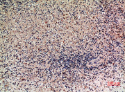 BT LAB manufacturer product image