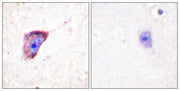 BT LAB manufacturer product image