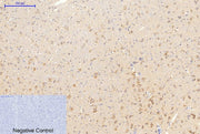 BT LAB manufacturer product image