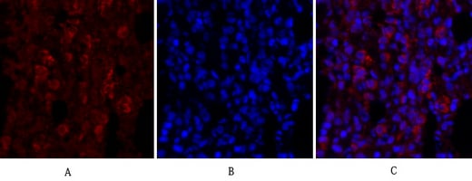BT LAB manufacturer product image
