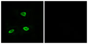 BT LAB manufacturer product image