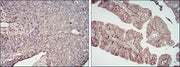 BT LAB manufacturer product image