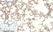 BT LAB manufacturer product image