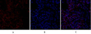 BT LAB manufacturer product image
