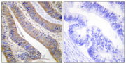 BT LAB manufacturer product image