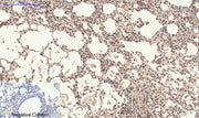 BT LAB manufacturer product image
