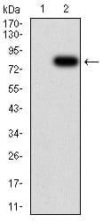 BT LAB manufacturer product image