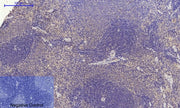 BT LAB manufacturer product image