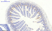 BT LAB manufacturer product image