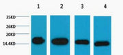 BT LAB manufacturer product image