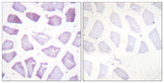 BT LAB manufacturer product image