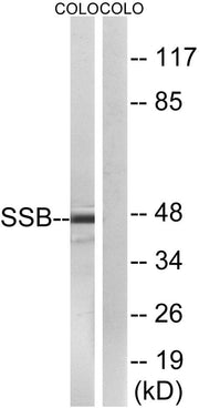 BT LAB manufacturer product image