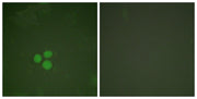 BT LAB manufacturer product image