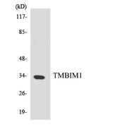 BT LAB manufacturer product image