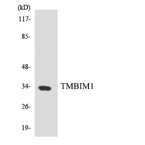 BT LAB manufacturer product image