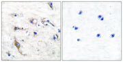 BT LAB manufacturer product image