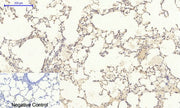 BT LAB manufacturer product image