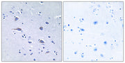 BT LAB manufacturer product image