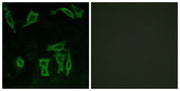 BT LAB manufacturer product image