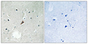 BT LAB manufacturer product image