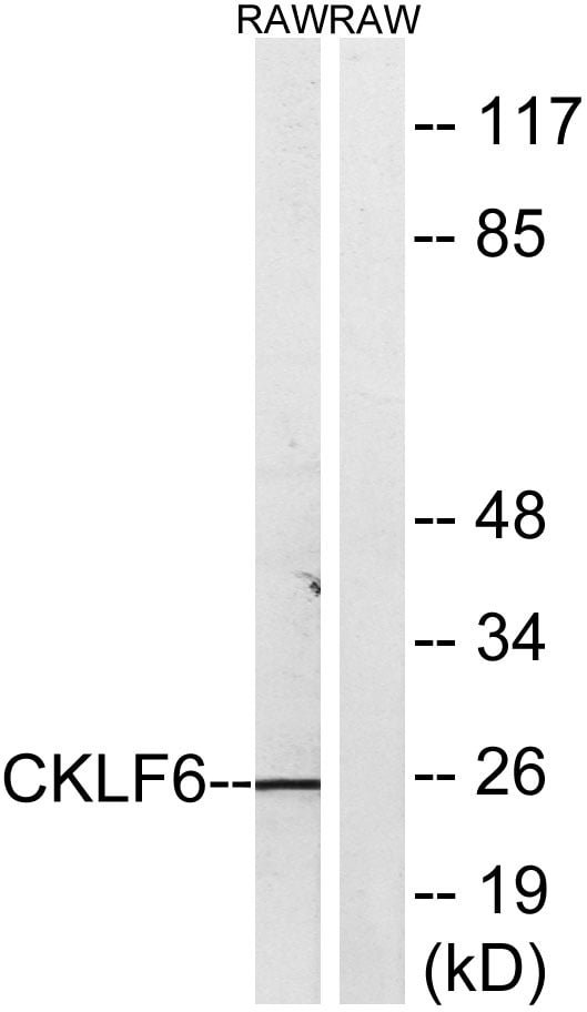 BT LAB manufacturer product image
