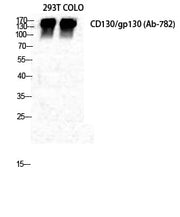 BT LAB manufacturer product image