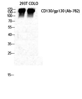 BT LAB manufacturer product image