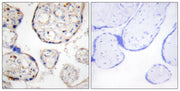 BT LAB manufacturer product image
