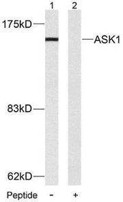 BT LAB manufacturer product image