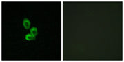BT LAB manufacturer product image