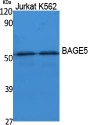 BT LAB manufacturer product image
