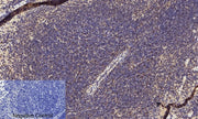 BT LAB manufacturer product image