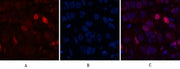BT LAB manufacturer product image